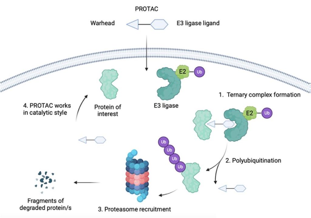 Exploring the Impact of E3 Ligase Choice on PROTAC Effectiveness ...