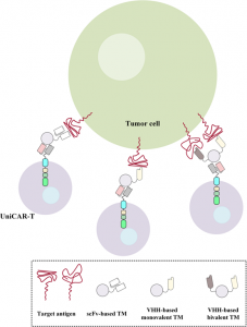 Advantages of Applying Single Domain Antibodies in the Field of Cell ...