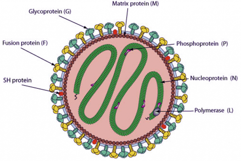 New FDA Breakthrough Drug –Preventive of Respiratory Syncytial Virus ...