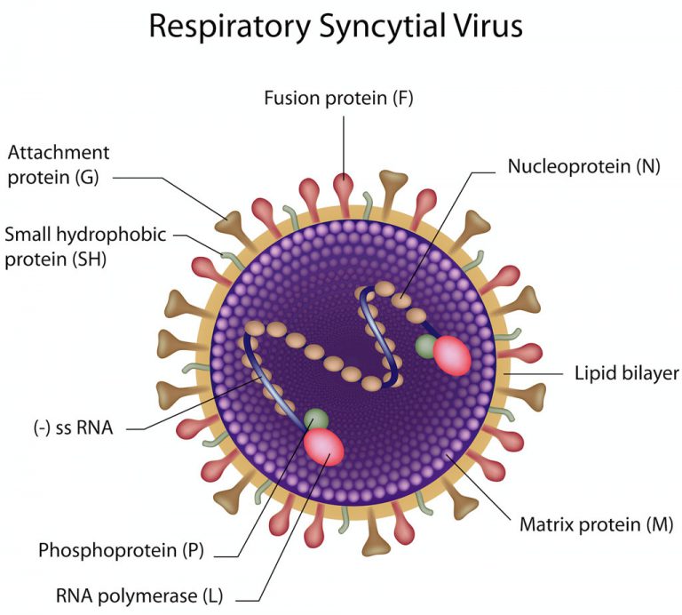 RSV Vaccine R&D: Advancing in a Rocky Path with Hope – Creative Biolabs ...