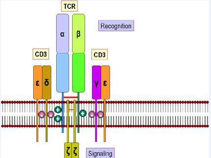tcel receptor kinase