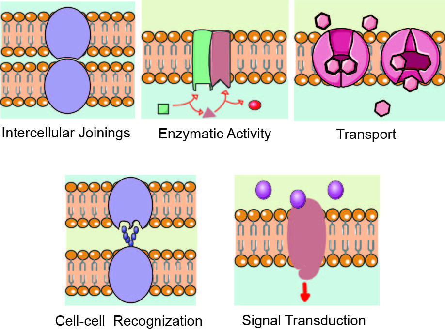 Membrane Protein Overview Creative Biolabs Blog