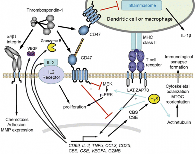 CD47-related Signaling Pathways & Research Progress on the Relationship ...