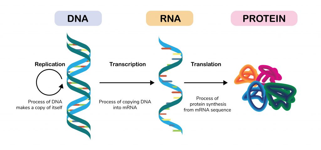 Selection of Protein Expression System – Creative Biolabs Blog