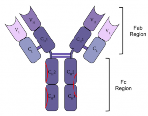 Monoclonal Antibodies: How to Choose an IgG Subtype – Creative Biolabs Blog