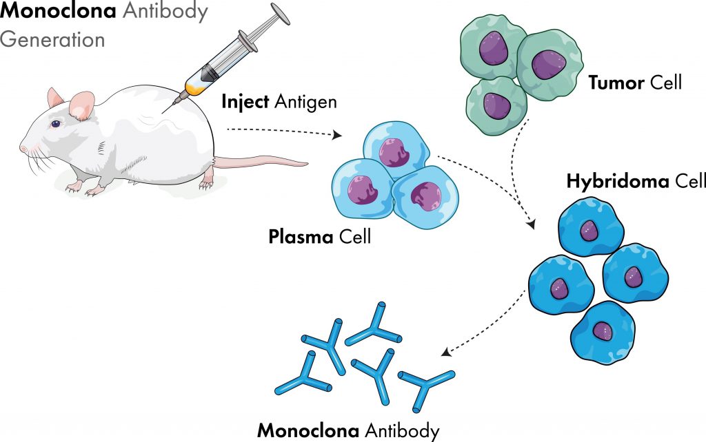 The Road To Lead Antibody Generation—hybridomas, Antibody Libraries ...