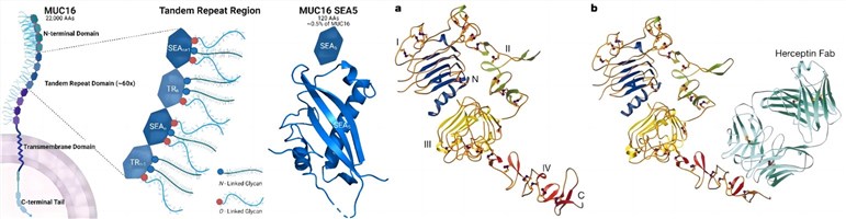 Fig 1: CA125 and HER2 structure. (Aguilar, et al., 2021; Cho, et al., 2003) 