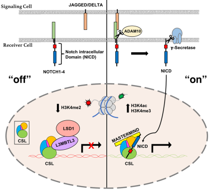 Fig.1 Csl is essential in the Notch signaling pathway. (Hall, et al., 2022)