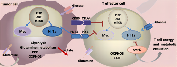 Fig.1 The roles of CTLA4 and GLUT2 in Anti-Tumor-Immune Response. (Kouidhi, et al,2017)