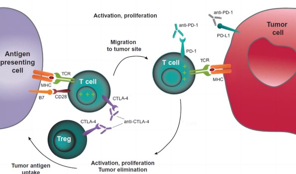 Fig.1 CTLA-4 and PD-1 dual pathway suppression of T cells may result in increased and longer-lasting tumor immunity. (Buchbinder,et al, 2016)