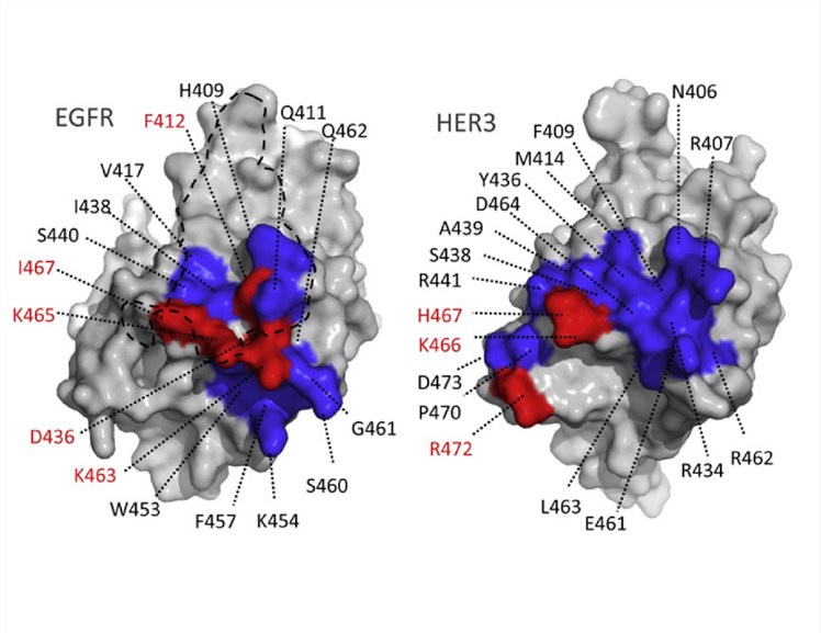 Fig. 1 Schematic diagram of HER1 & HER3. (Schaefer, et al, 2011)