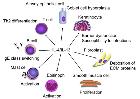 Fig.1 The IL-4 & IL-13 effects on hematopoietic/non-hematopoietic cells.(Matsunaga,et al, 2020)