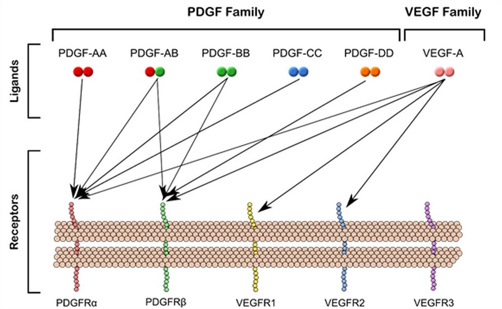 Signaling pathways of PDGF and VEGF. (Mamer, et al., 2017)