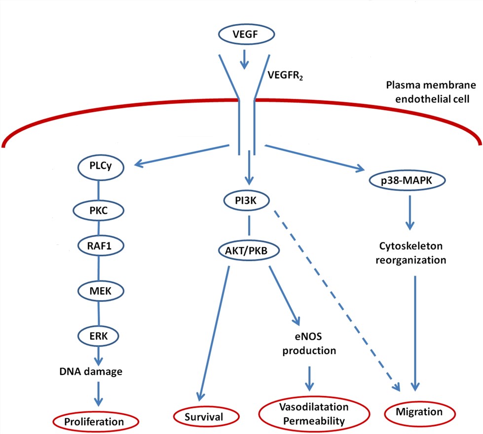 Functions and signaling pathways of VEGFR2. (Melincovici, et al., 2018)