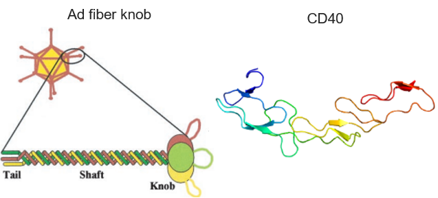 Fig.1 Ad fiber knob and CD40 structures. (Krasnykh, et al., 2000; https://commons.wikimedia.org/wiki/File:Protein_CD40_PDB_1CDF.png)