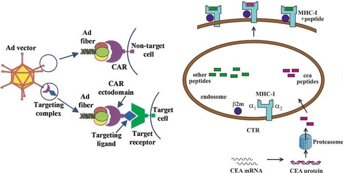 Fig.1 Functional mechanisms of Ad fiber knob and CEA. (Krasnykh, et al., 2000; Aquino, et al., 2004)