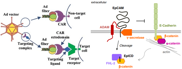 Fig.1 Functional mechanisms of Ad fiber knob and EPCAM. (Krasnykh, et al., 2000; Schnell, et al., 2013)