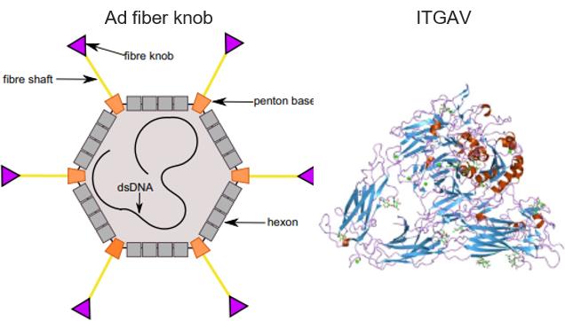 Fig.1 Ad fiber knob and ITGAV structures. (Stasiak, et al., 2020; https://commons.wikimedia.org/wiki/File:PDB_1jv2_EBI.jpg)