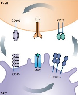 Hierarchy of co-stimulatory interactions. (Edner, et al., 2020)