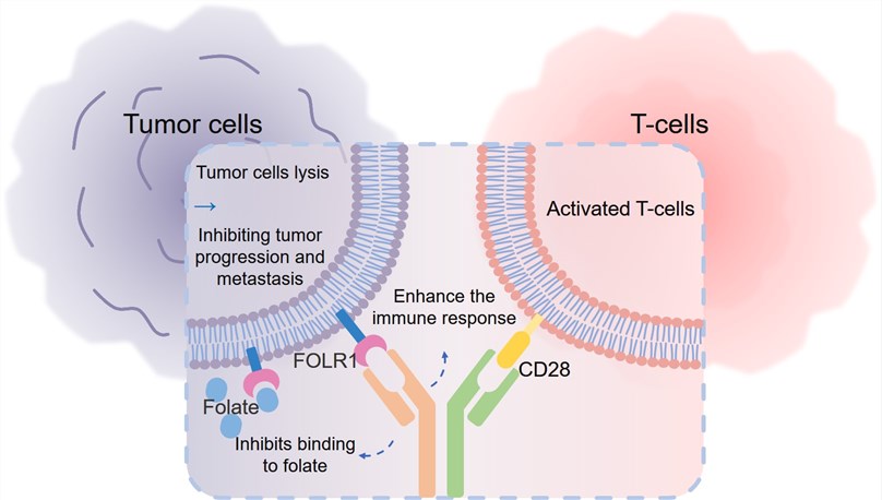 The BsAb targeting CD28 and FOLR1. (Creative Biolabs Original)