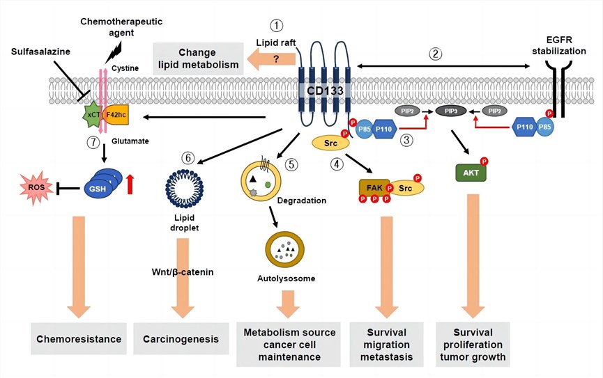 CD133 & EGFR signaling pathway. (Jang, et al., 2017) 