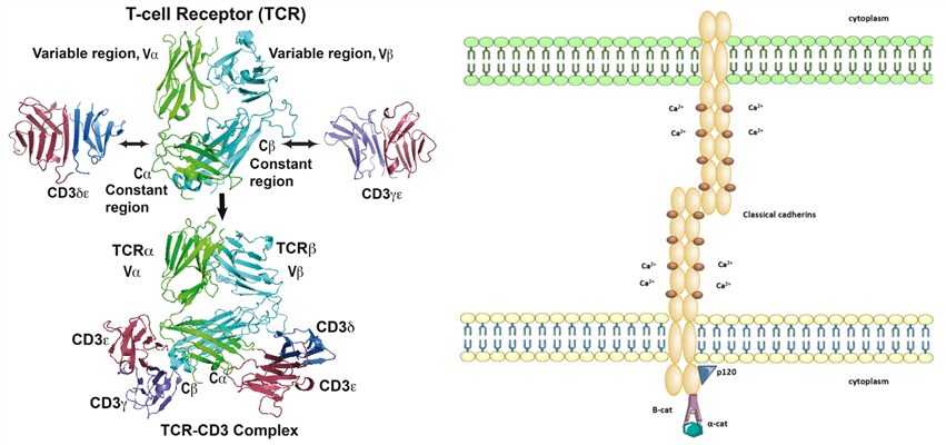 Structures of CD3-TCR and P-Cadherin. (Natarajan, et al., 2016; Kaszak, et al., 2020) 