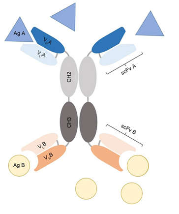 Diagram of Bispecific intrabody structure.