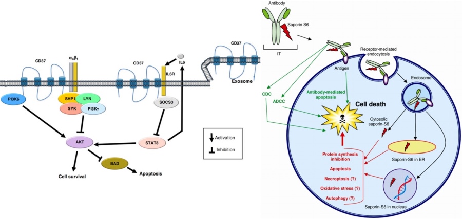 Fig.1 Functional mechanisms of CD37 and saporin. (Bertoni and Anastasios, 2016; Polito, et al., 2013)