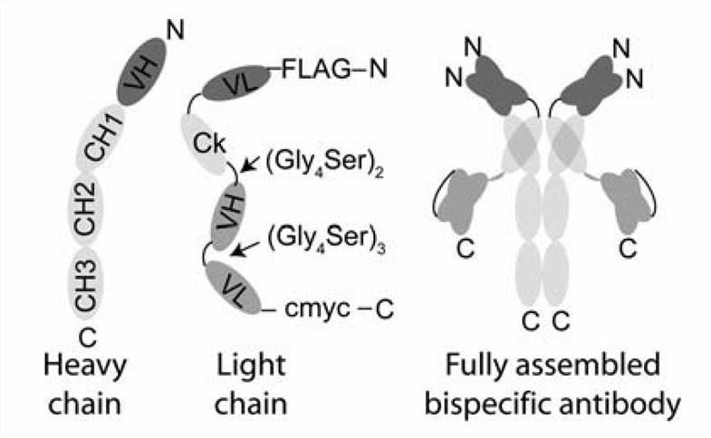 Triple Bodies for the Treatment of Cancer