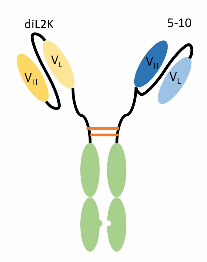 Schematic diagram of scFv-KIH (Creative Biolabs)