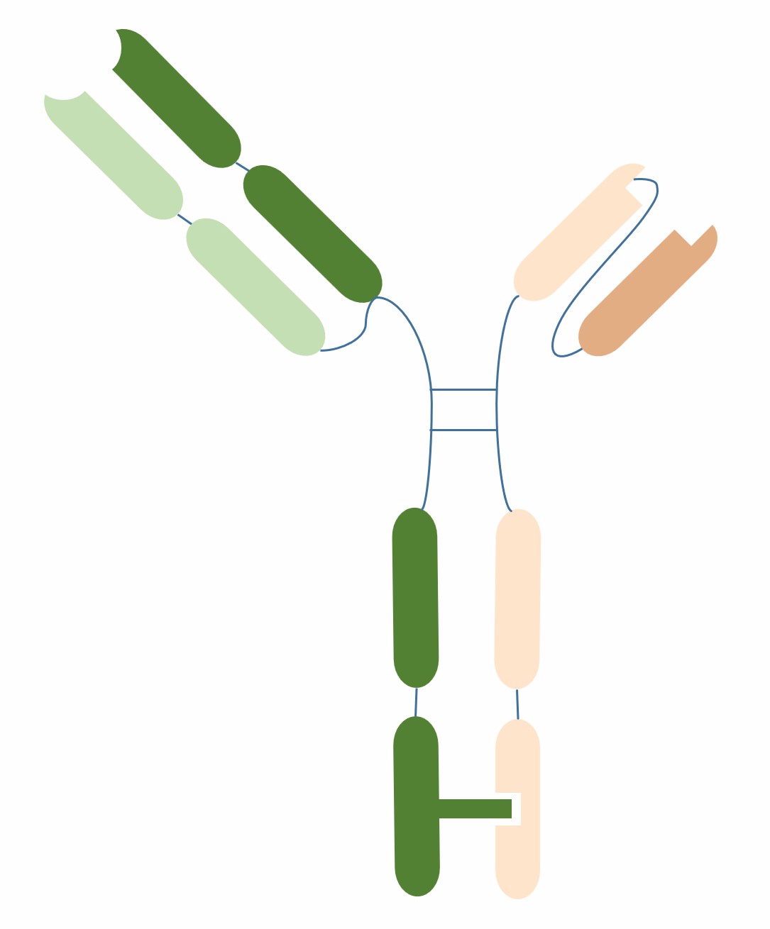 Schematic diagram of Fab-scFv-Fc (Creative Biolabs)