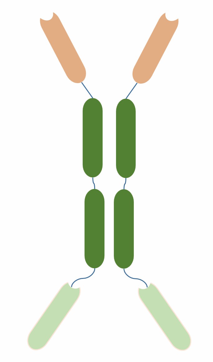  Schematic diagram of tetravalent HCAb (Creative Biolabs)