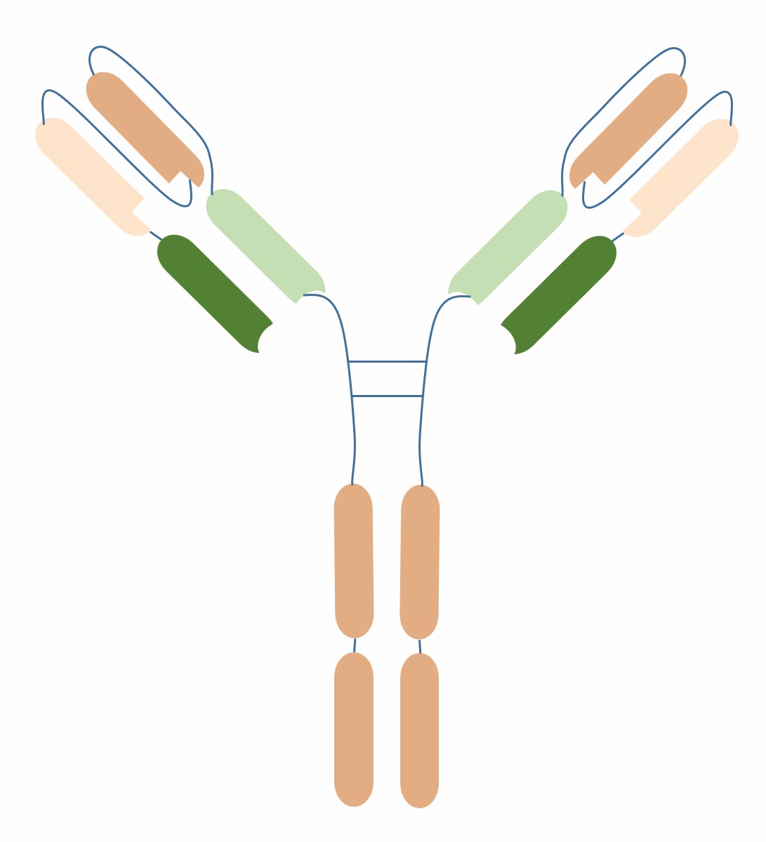 Schematic diagram of the structure of scDiabody-Fc (Creative Biolabs)