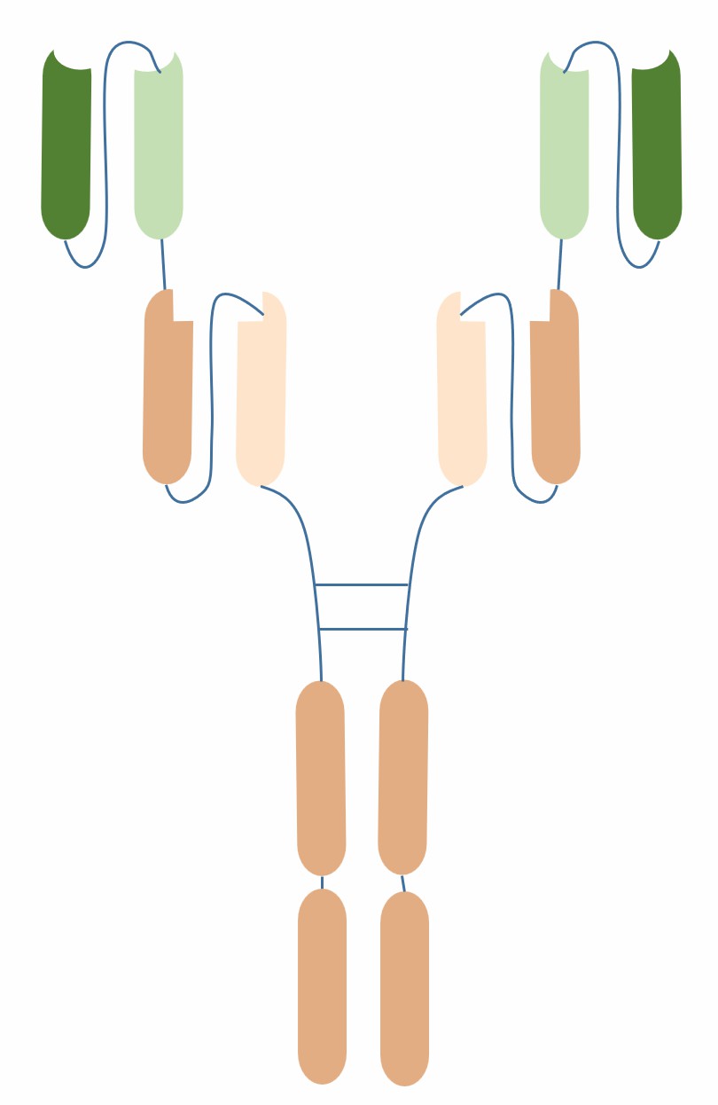 Schematic diagram of tandem scFv-Fc (Creative Biolabs)