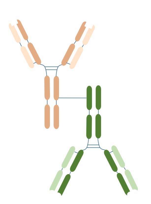 The schematic diagram of the structure of IgG-IgG (Creative Biolabs)