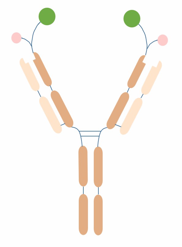 The schematic diagram of the structure of Cov-X-Body (Creative Biolabs)