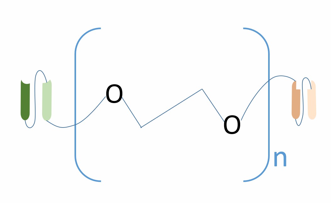 The schematic diagram of the structure of scFv1-PEG-scFv2 (Creative Biolabs)