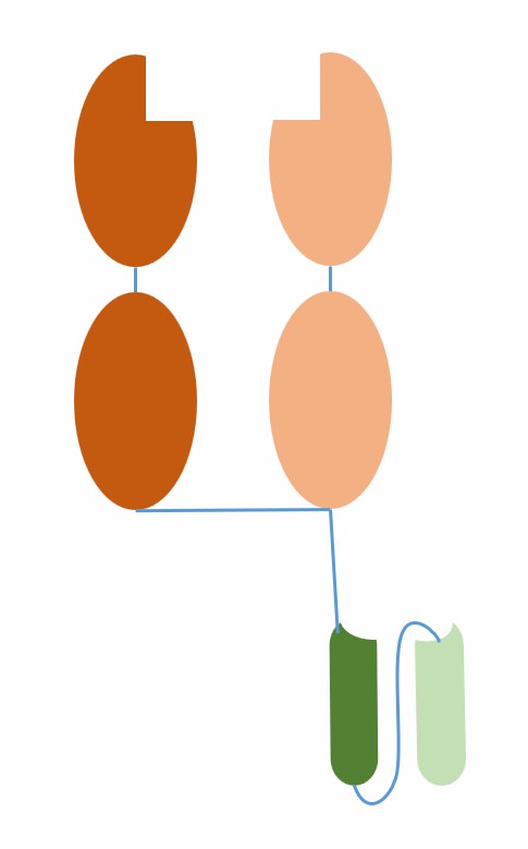 The schematic diagram of the structure of ImmTAC (Creative Biolabs)