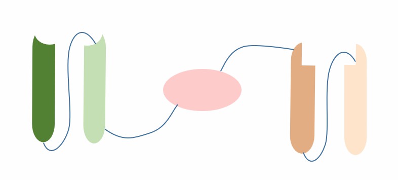 The schematic diagram of the structure of HSAbody (Creative Biolabs)