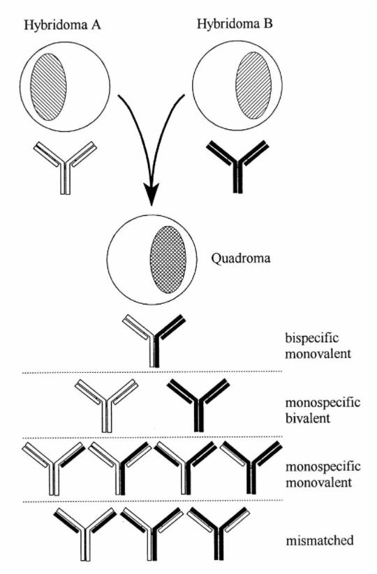 Biparatopic bsA b(Watanabe, 2021)