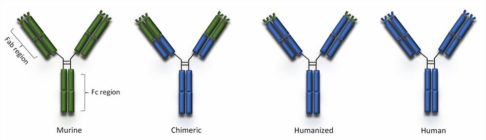 Types of monoclonal antibodies (Gklinos, 2021)