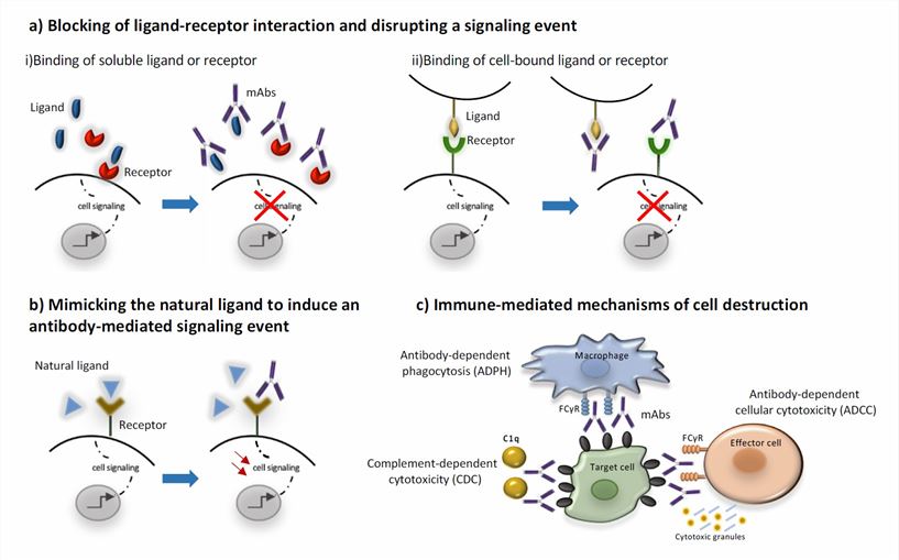 Mechanisms of action of monoclonal antibodies (Gklinos, 2021)