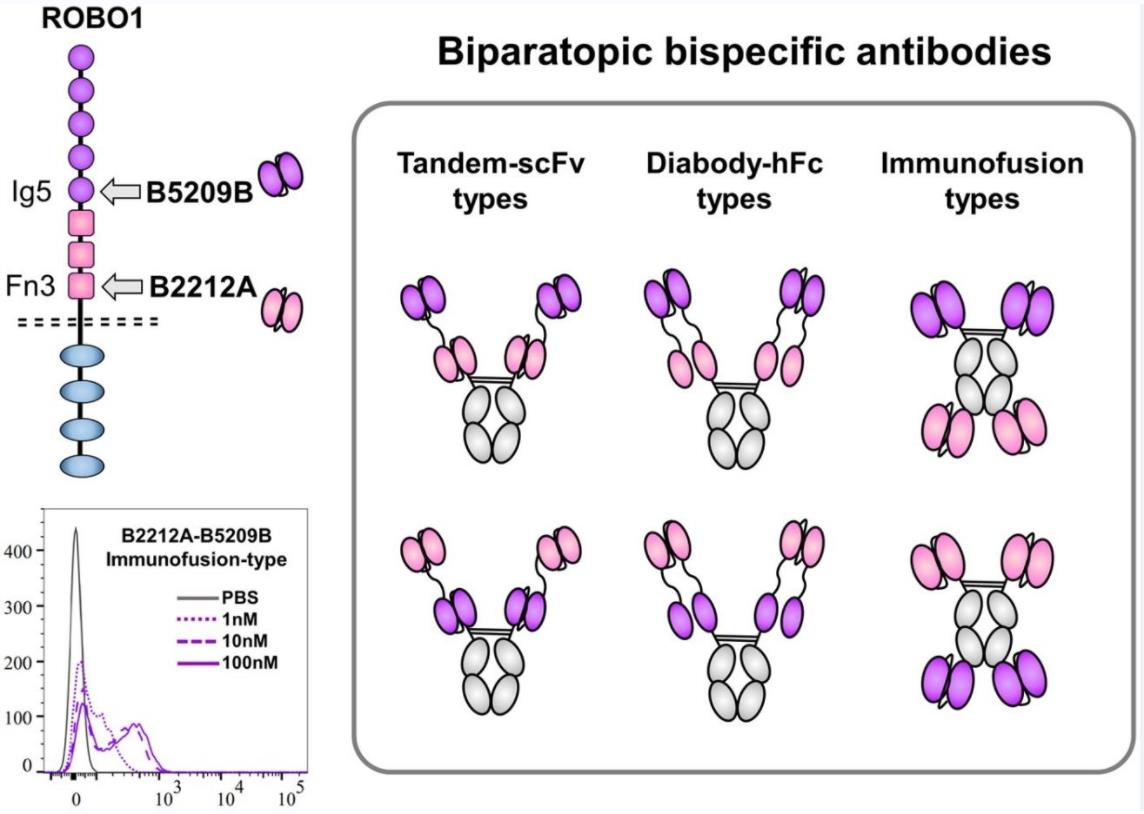 Biparatopic bsA b(Watanabe, 2021)