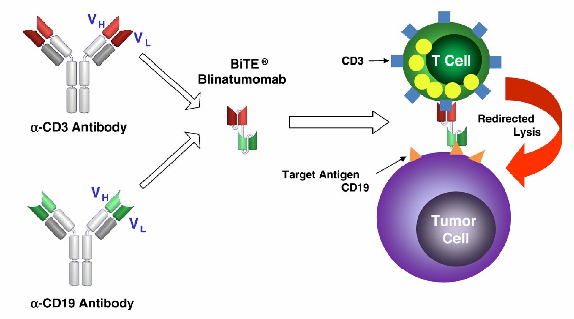 Blinatumomab: Structure and mechanism of action.