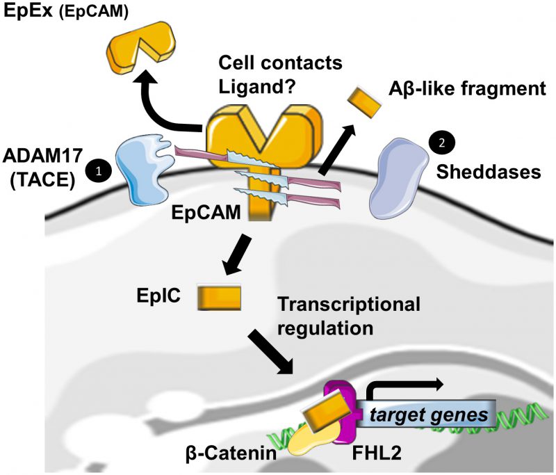 Reduced schematic of EpCAM regulation in the context of EMT (Keller L, 2019)