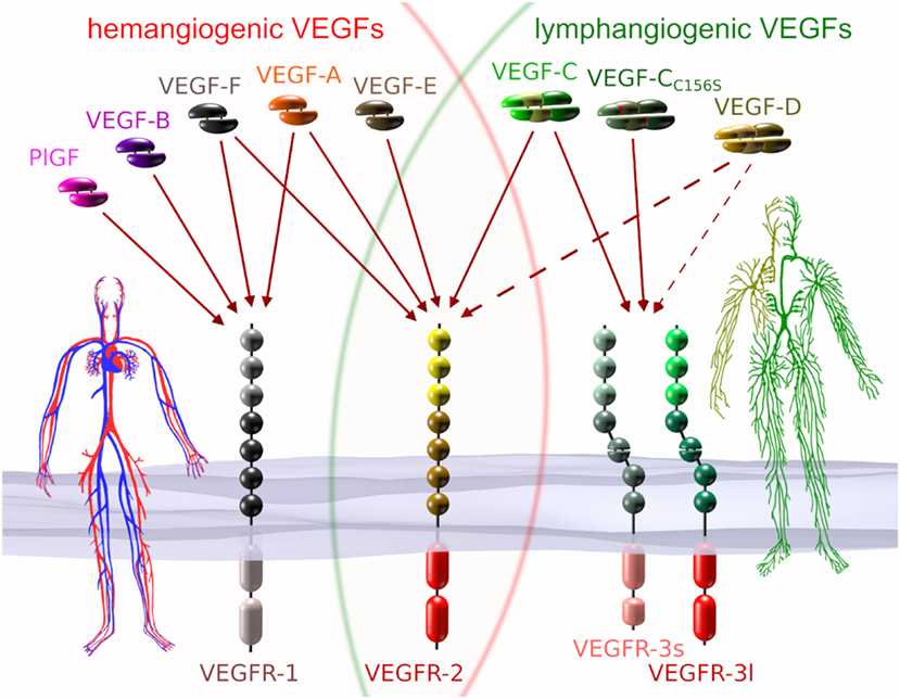 VEGFs and VEGF receptors (VEGFRs) (Rauniyar K, 2018)