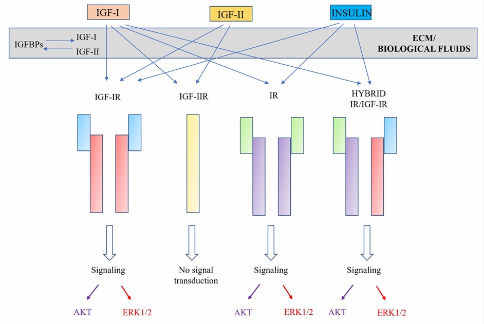 The IGF bio-regulation system (Creative Biolabs)