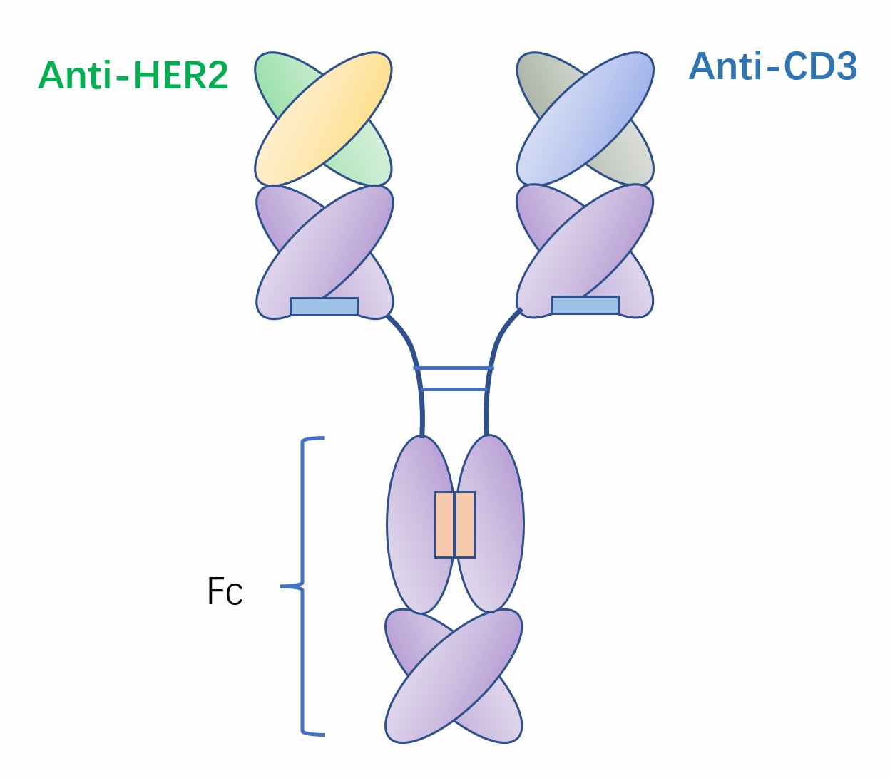 Schematic diagram of ertumaxomab (Creative Biolabs)