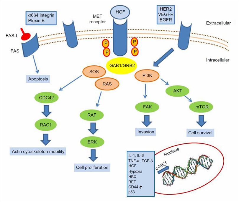 c-MET activation signaling pathways (Granito A, 2015)