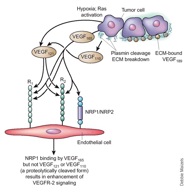 The VEGF isoforms and their interaction with VEGF receptors (Ferrara N, 2003)